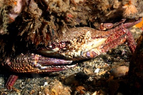 Komodo 2016 - Blue swimming Crab - Crabe nageur bleu - Portunus pelagicus - IMG_7454_rc